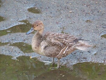 Fri, 12/17/2021 Birding report at 境川(境橋付近)