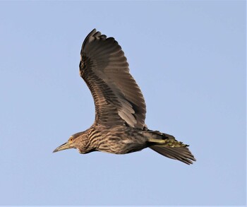 Black-crowned Night Heron 湖北水鳥センター Sun, 10/3/2021