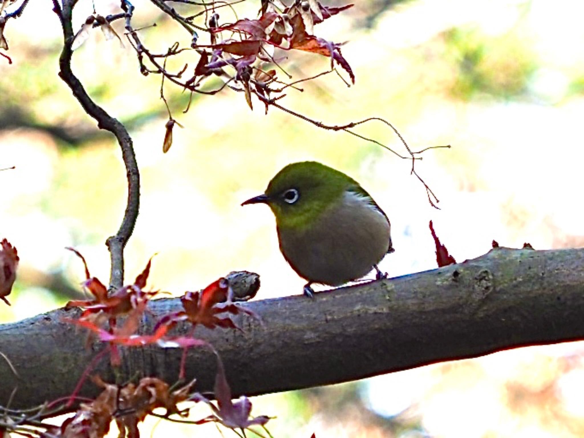 Warbling White-eye