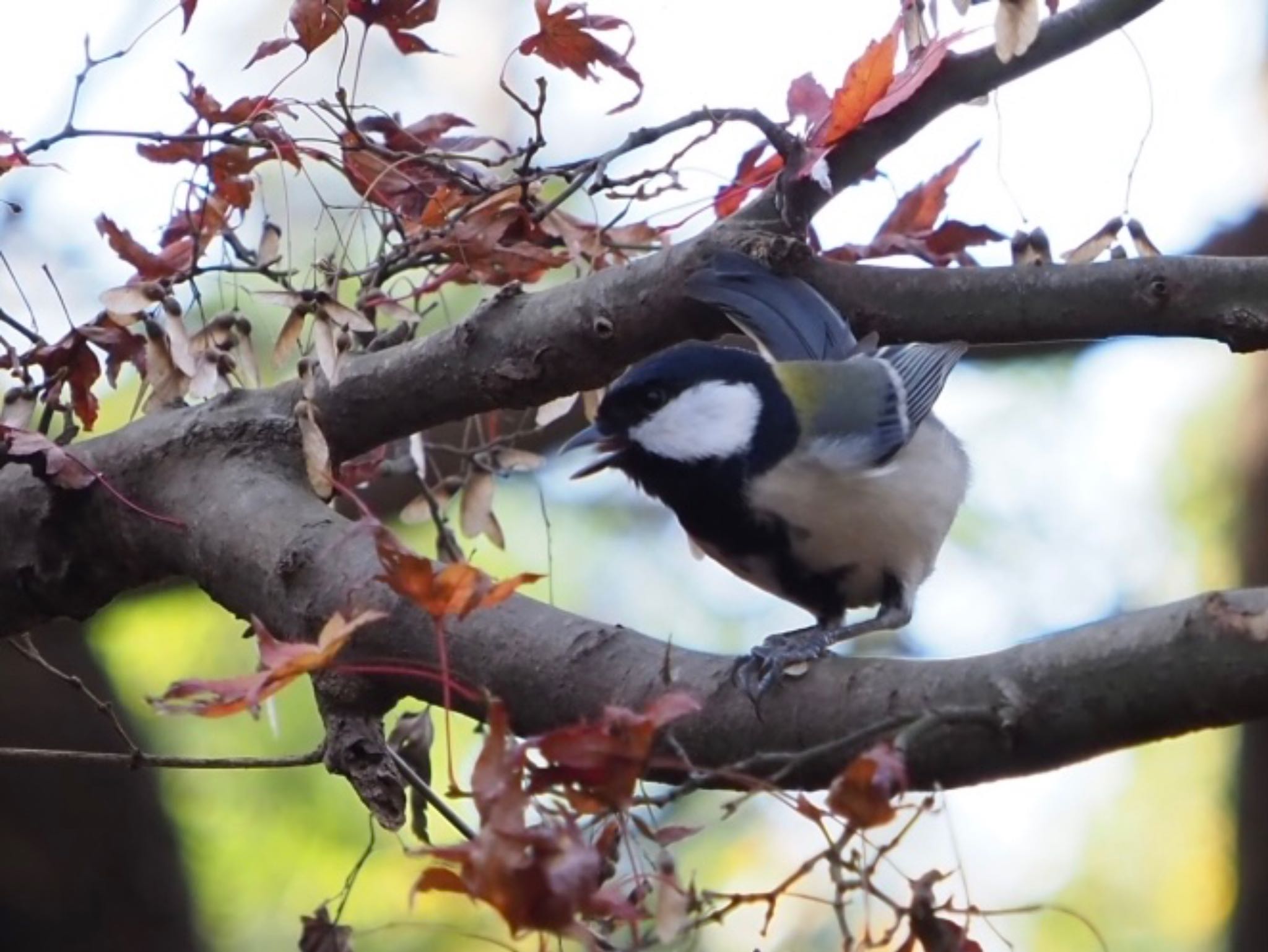 Japanese Tit