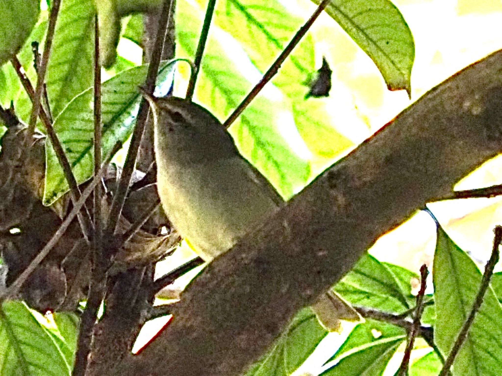 Japanese Bush Warbler