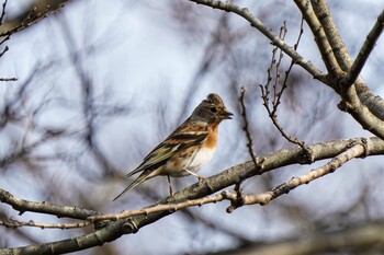 Brambling Asaba Biotope Fri, 12/10/2021