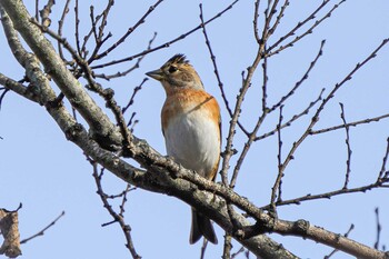 Brambling Asaba Biotope Fri, 12/10/2021