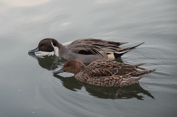 Northern Pintail 洗足池公園 Thu, 12/16/2021