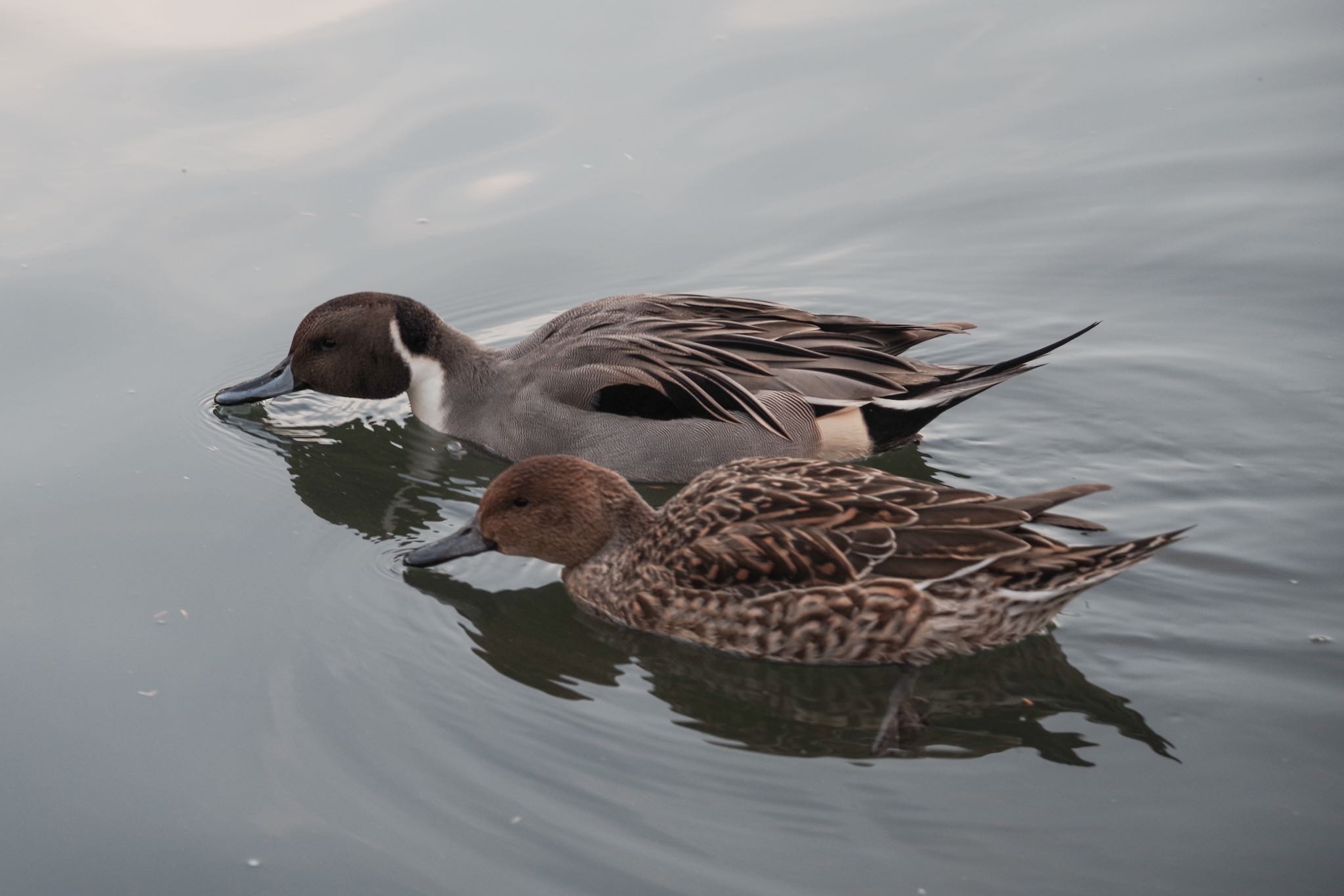 Photo of Northern Pintail at 洗足池公園 by Marco Birds