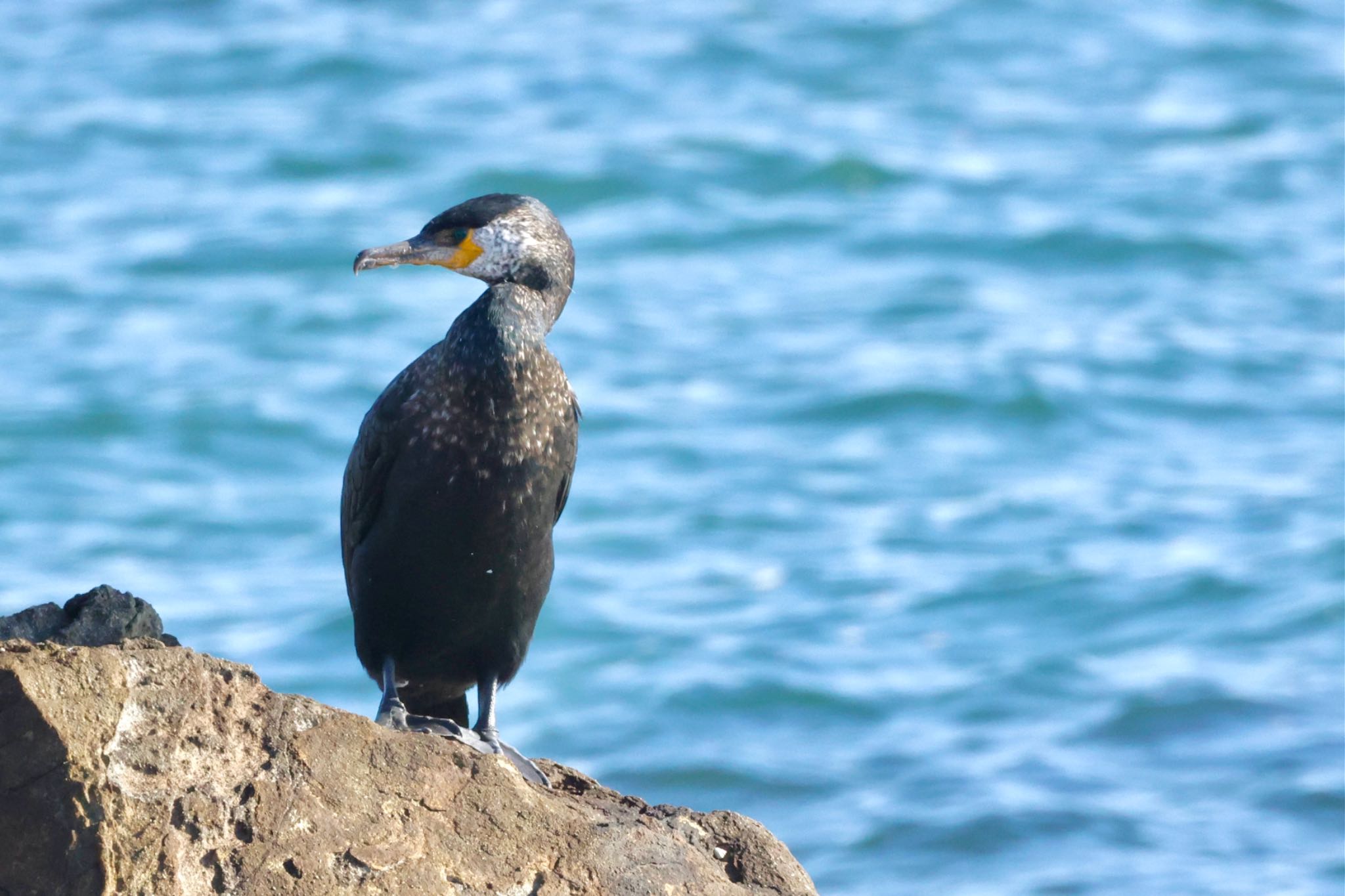 平磯海岸 ウミウの写真 by なおんなおん