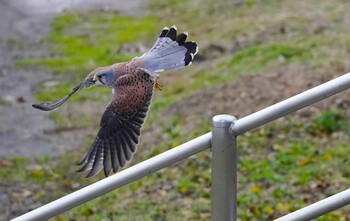 Common Kestrel 恩智川治水緑地 Fri, 12/17/2021