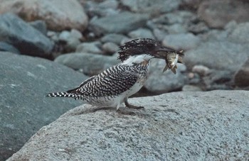 Crested Kingfisher Unknown Spots Mon, 6/5/2017