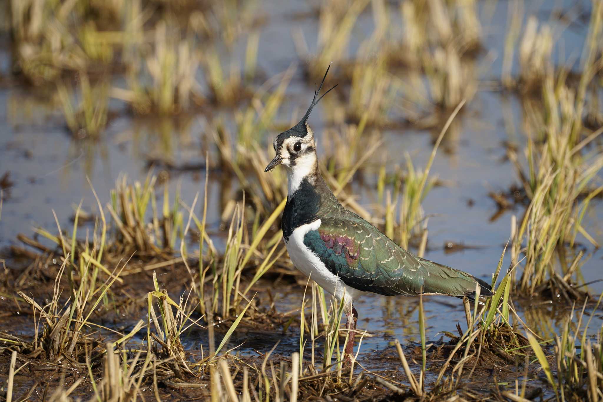 Photo of Northern Lapwing at 潟ノ内(島根県松江市) by ひらも