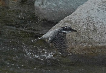 Crested Kingfisher Unknown Spots Mon, 6/5/2017