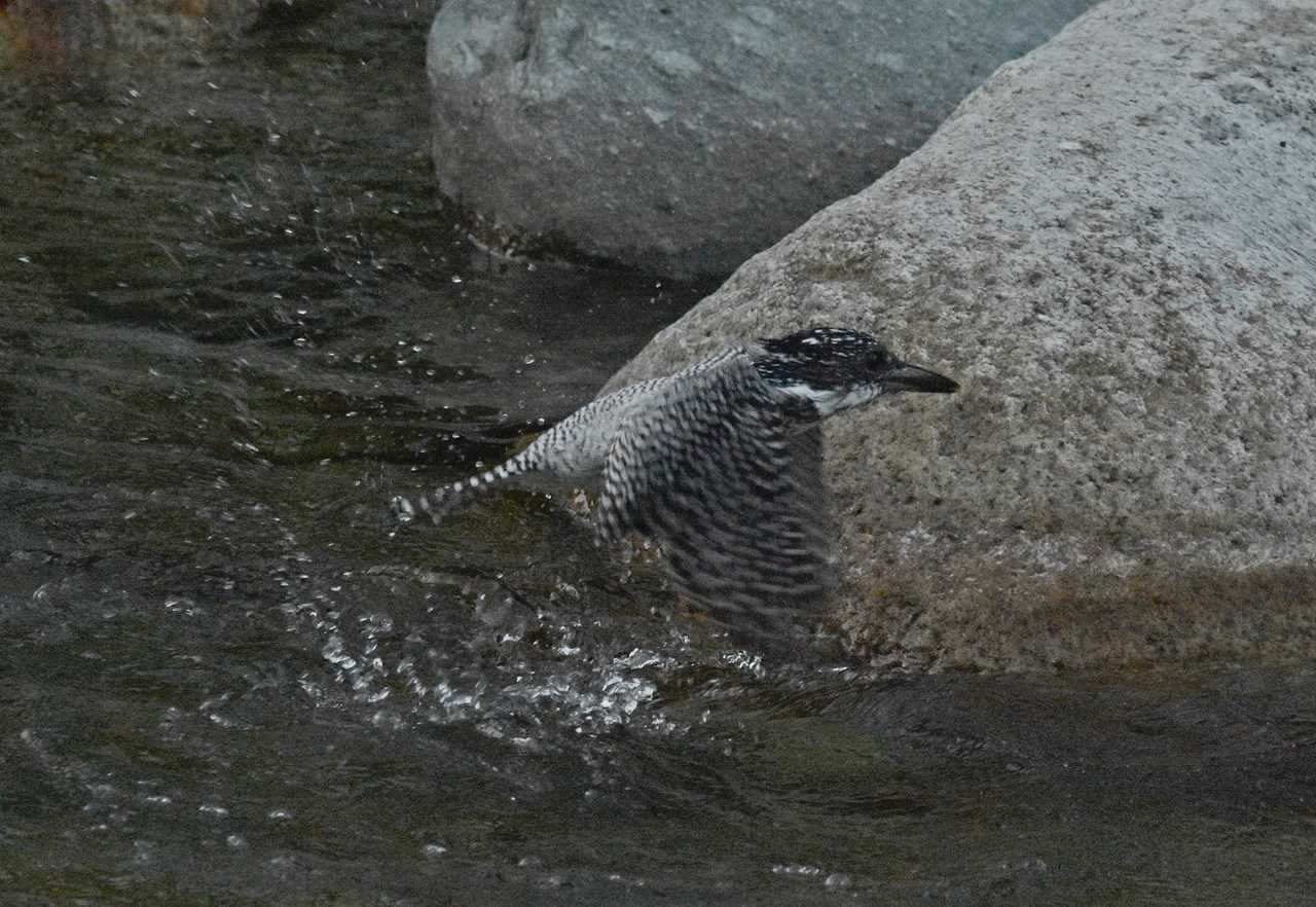 Photo of Crested Kingfisher at  by くまのみ