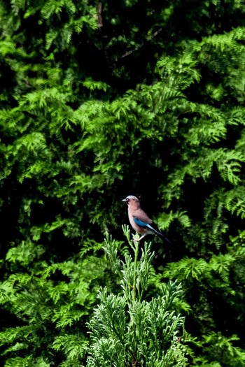 Eurasian Jay 大分県竹田市 Sat, 6/3/2017