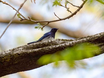 Blue-and-white Flycatcher Miyagi Kenminnomori Sun, 4/30/2017