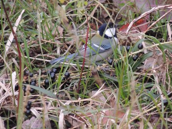 2021年12月17日(金) 野川公園の野鳥観察記録