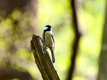 Japanese Tit Miyagi Kenminnomori Sun, 4/30/2017