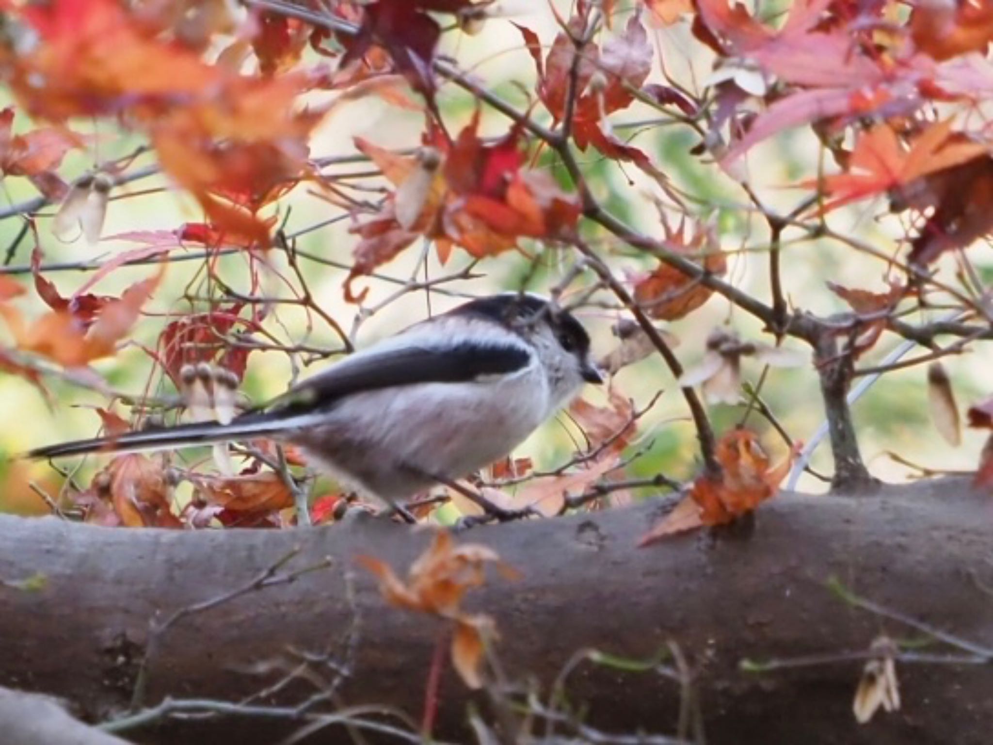 Long-tailed Tit