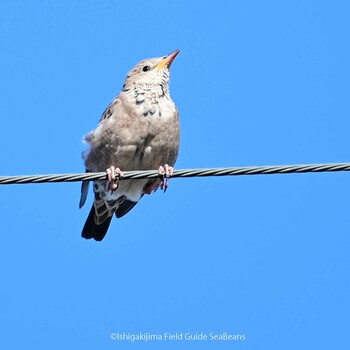 Rosy Starling Ishigaki Island Wed, 12/15/2021