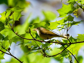 Eastern Crowned Warbler Miyagi Kenminnomori Sun, 4/30/2017