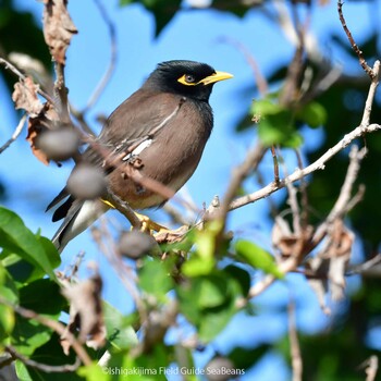 Common Myna Ishigaki Island Tue, 12/7/2021