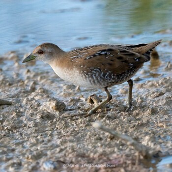 Baillon's Crake