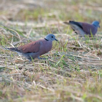 Red Collared Dove Ishigaki Island Wed, 12/8/2021