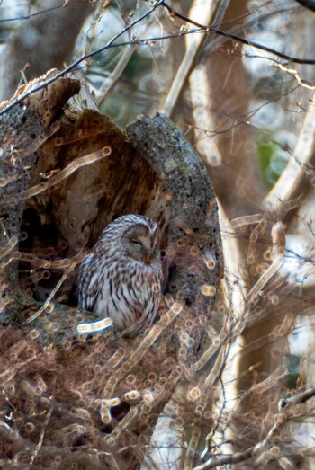 Ural Owl(japonica) 野幌森林公園 Wed, 12/8/2021