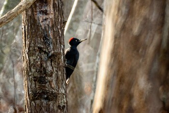 Wed, 12/8/2021 Birding report at 野幌森林公園