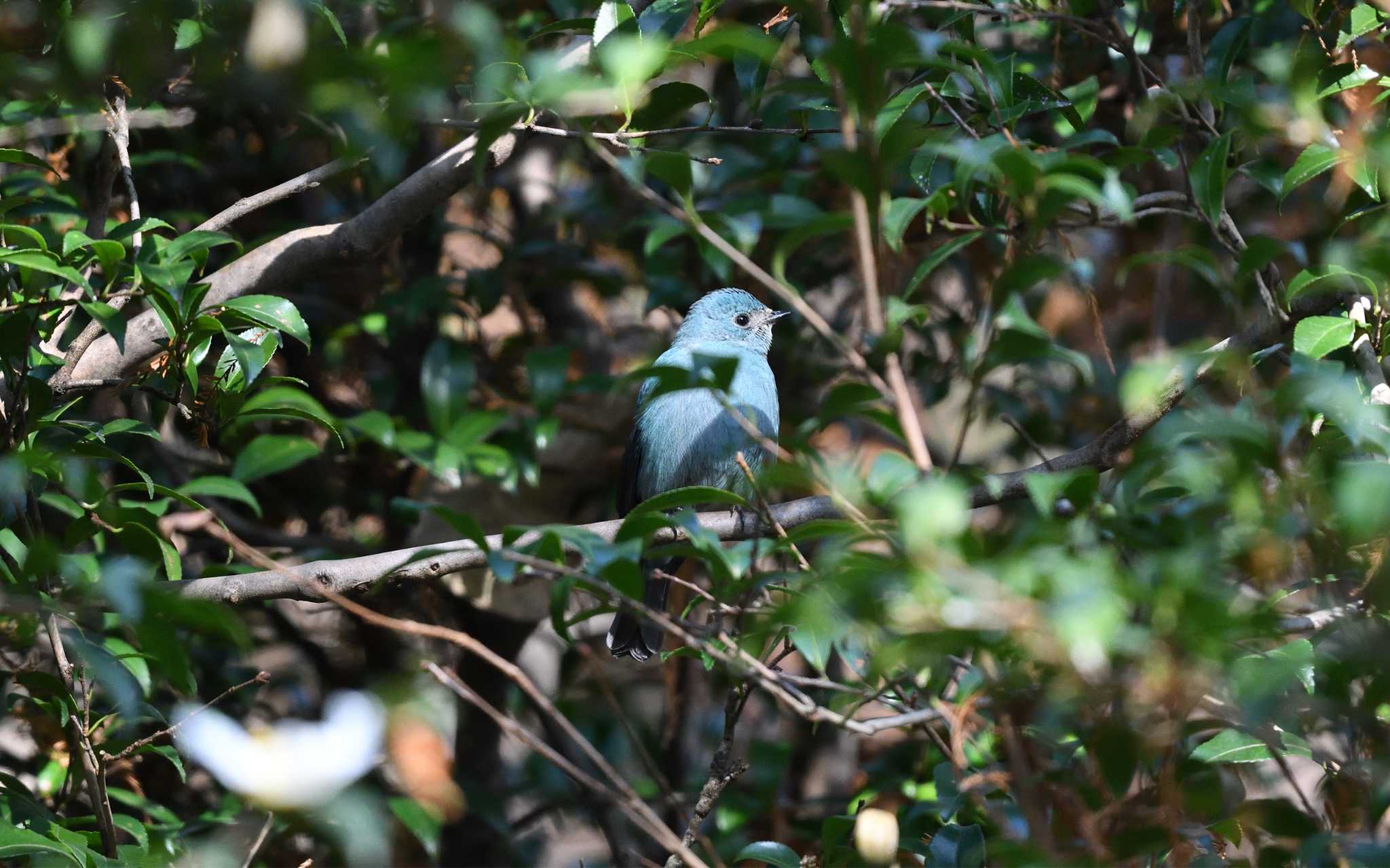 新宿御苑 ロクショウヒタキの写真 by しげじー