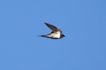 Barn Swallow 多摩川二ヶ領宿河原堰 Sat, 12/18/2021