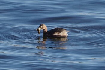 Little Grebe 多摩川二ヶ領宿河原堰 Sat, 12/18/2021