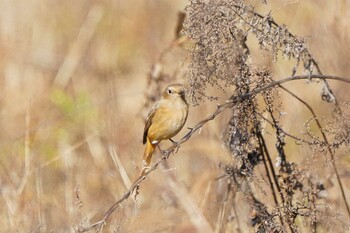 ジョウビタキ 大麻生野鳥の森公園 2021年12月4日(土)