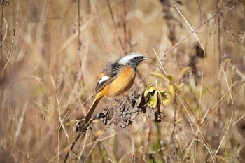 Daurian Redstart Ooaso Wild Bird Forest Park Sat, 12/4/2021