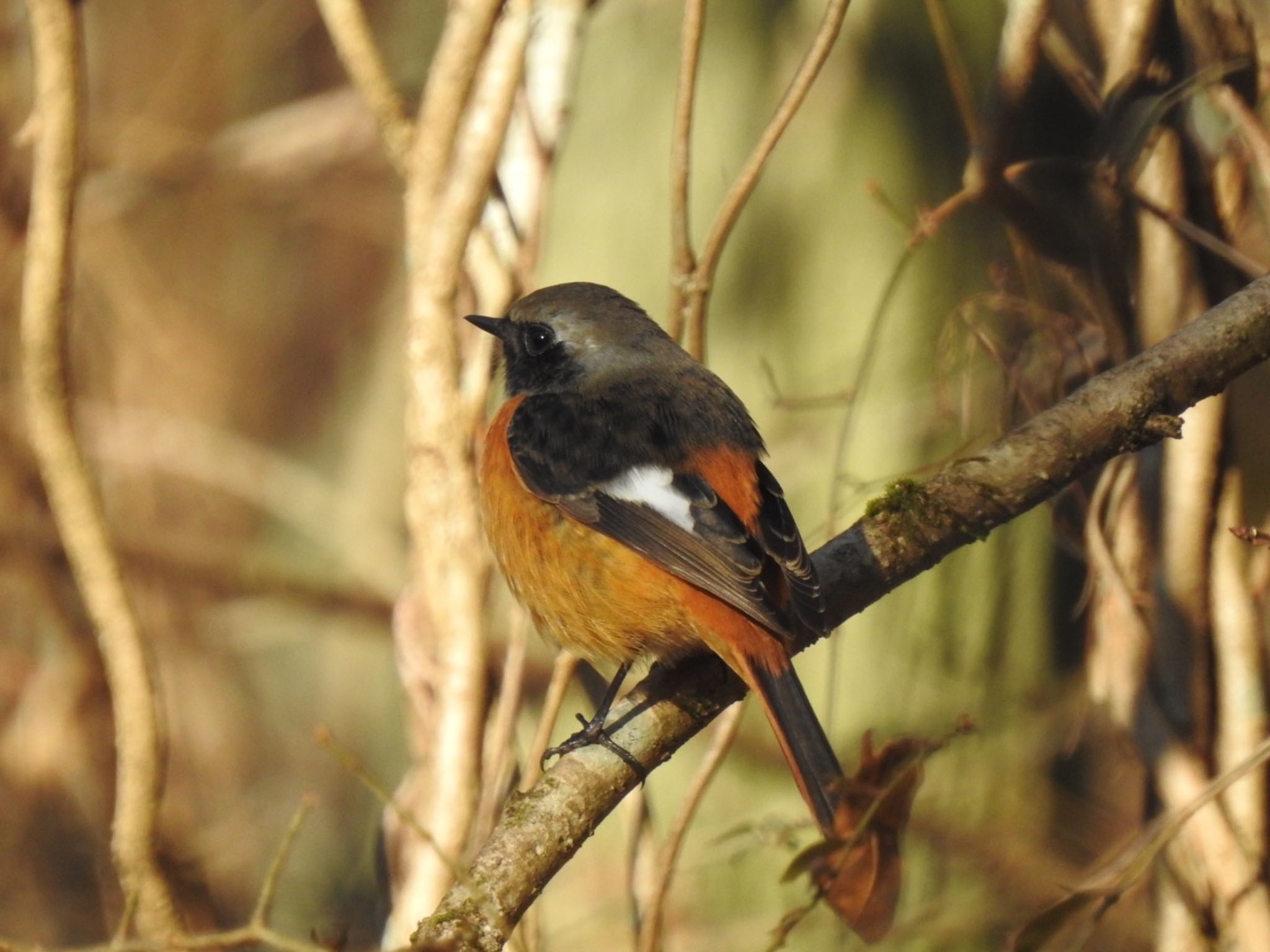 Daurian Redstart