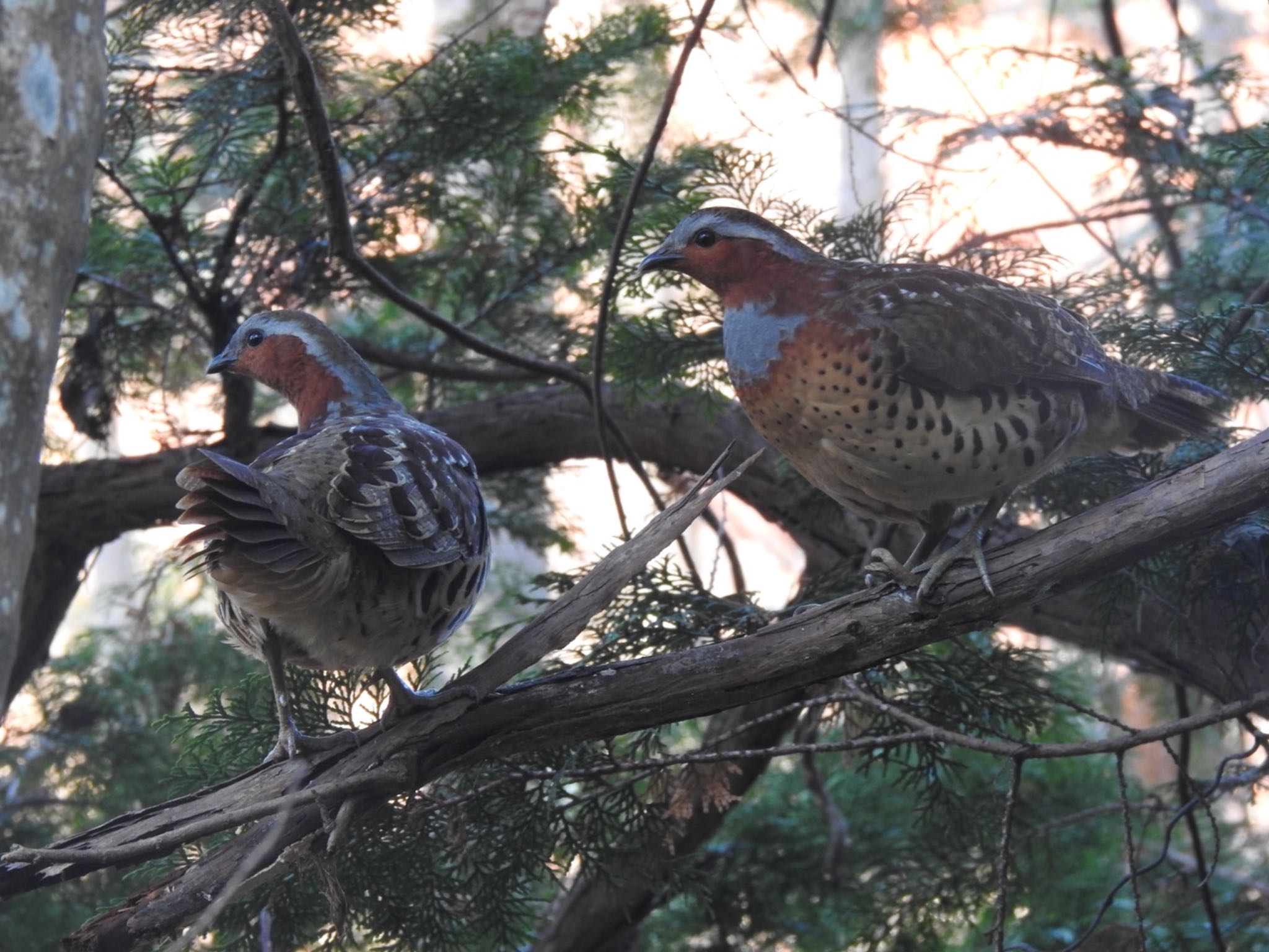 Photo of Chinese Bamboo Partridge at 井頭公園 by da