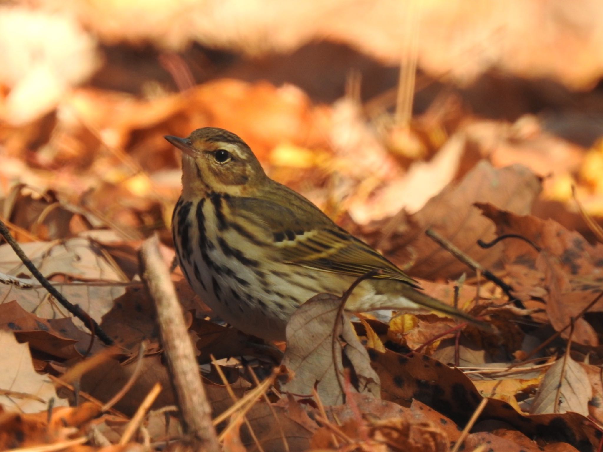 Olive-backed Pipit