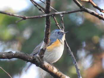 Red-flanked Bluetail 井頭公園 Sat, 12/11/2021