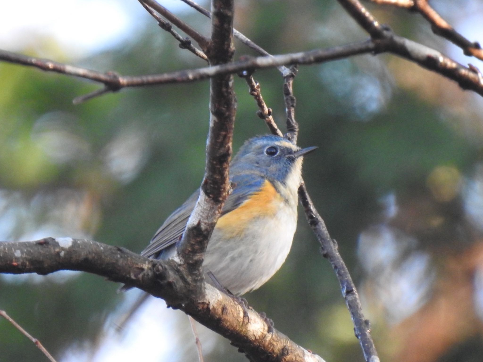 Red-flanked Bluetail