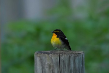 キビタキ 長野 2017年6月3日(土)