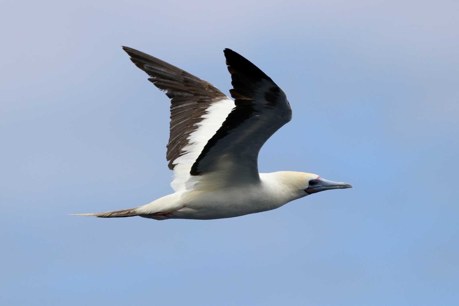 Red-footed Booby