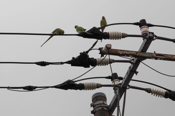 Indian Rose-necked Parakeet 洗足池公園 Thu, 12/16/2021