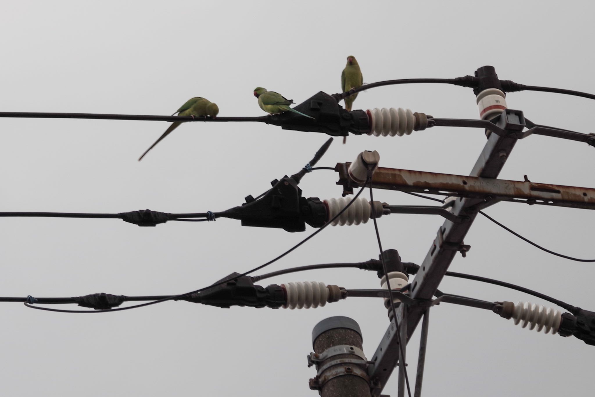 Photo of Indian Rose-necked Parakeet at 洗足池公園 by Marco Birds