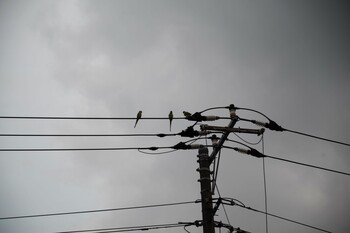 ワカケホンセイインコ 洗足池公園 2021年12月16日(木)