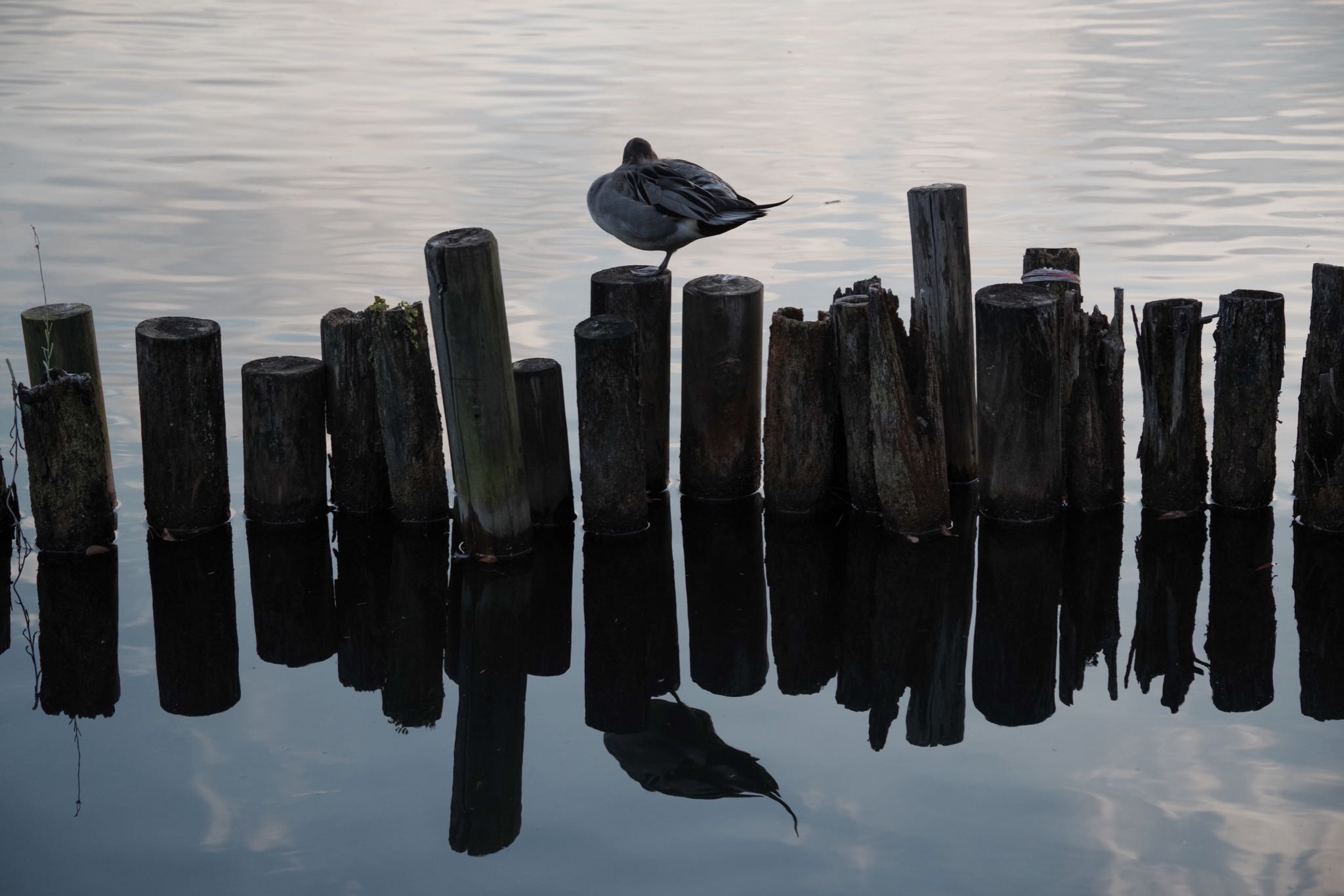 Photo of Northern Pintail at 洗足池公園 by Marco Birds