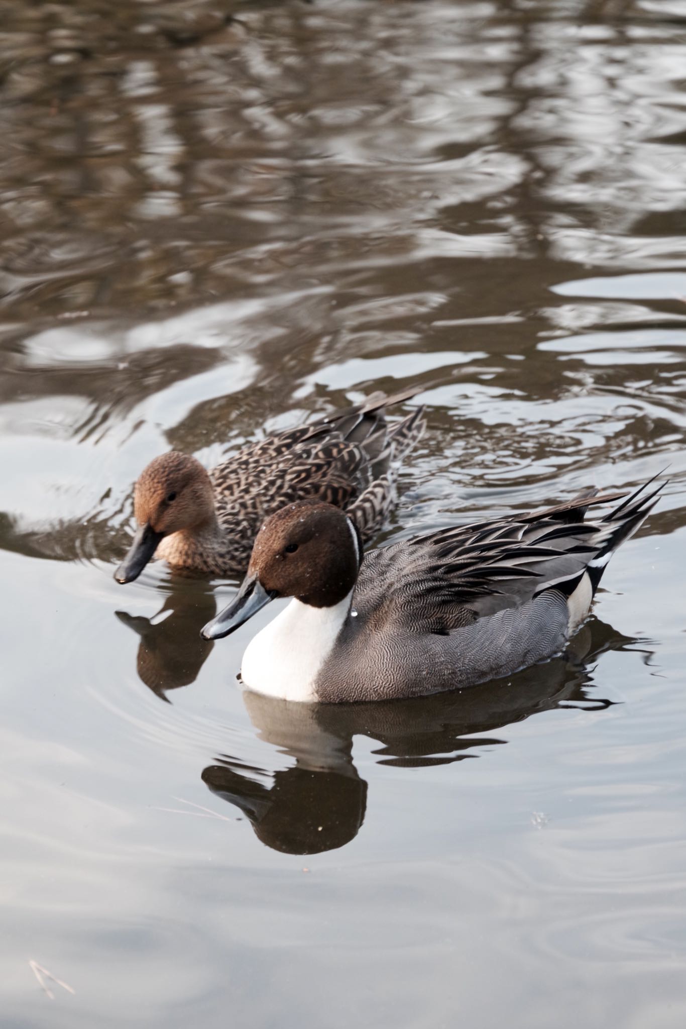 洗足池公園 オナガガモの写真 by Marco Birds