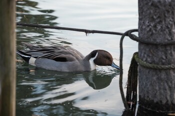 オナガガモ 洗足池公園 2021年12月16日(木)