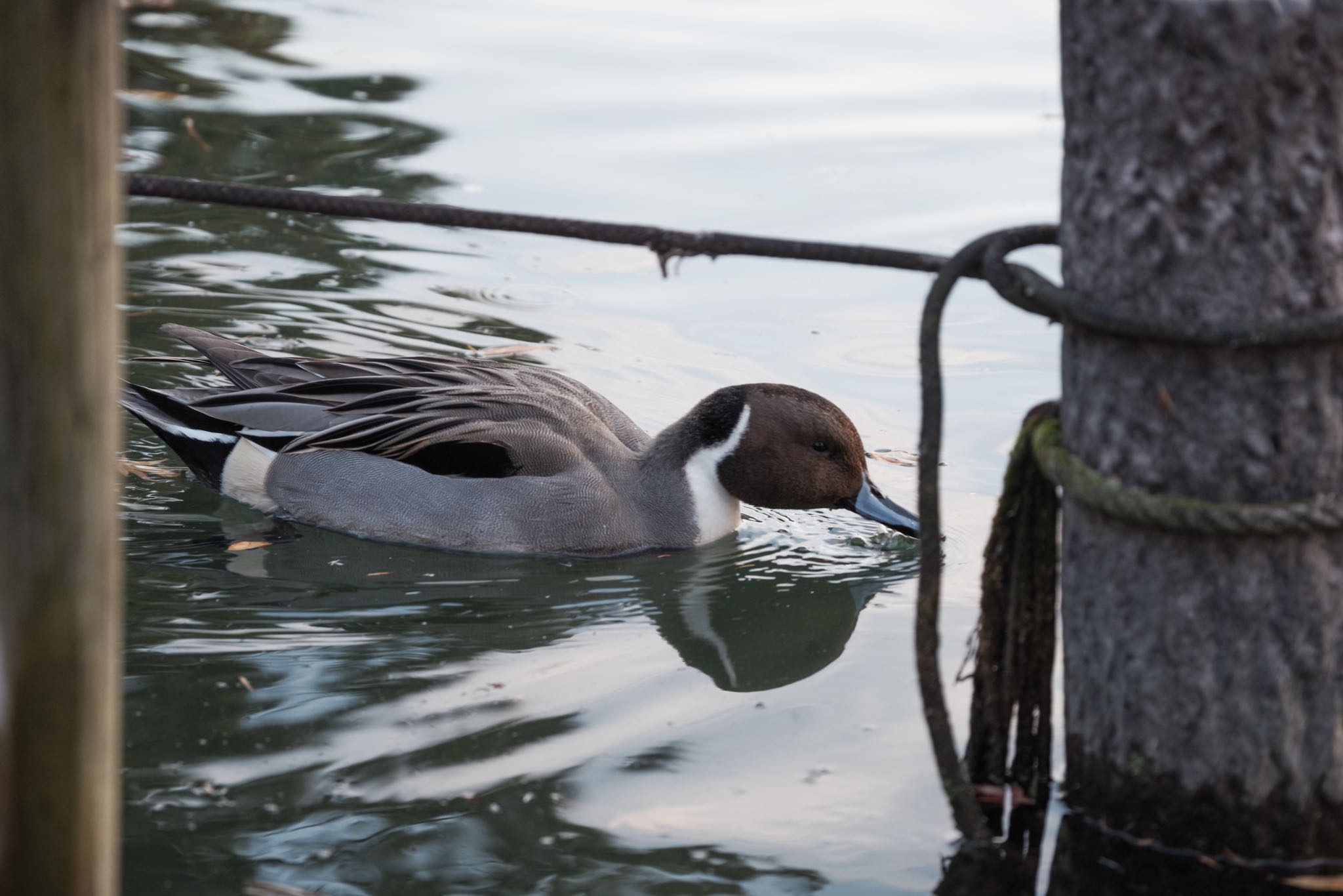 Photo of Northern Pintail at 洗足池公園 by Marco Birds