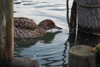 Northern Pintail 洗足池公園 Thu, 12/16/2021