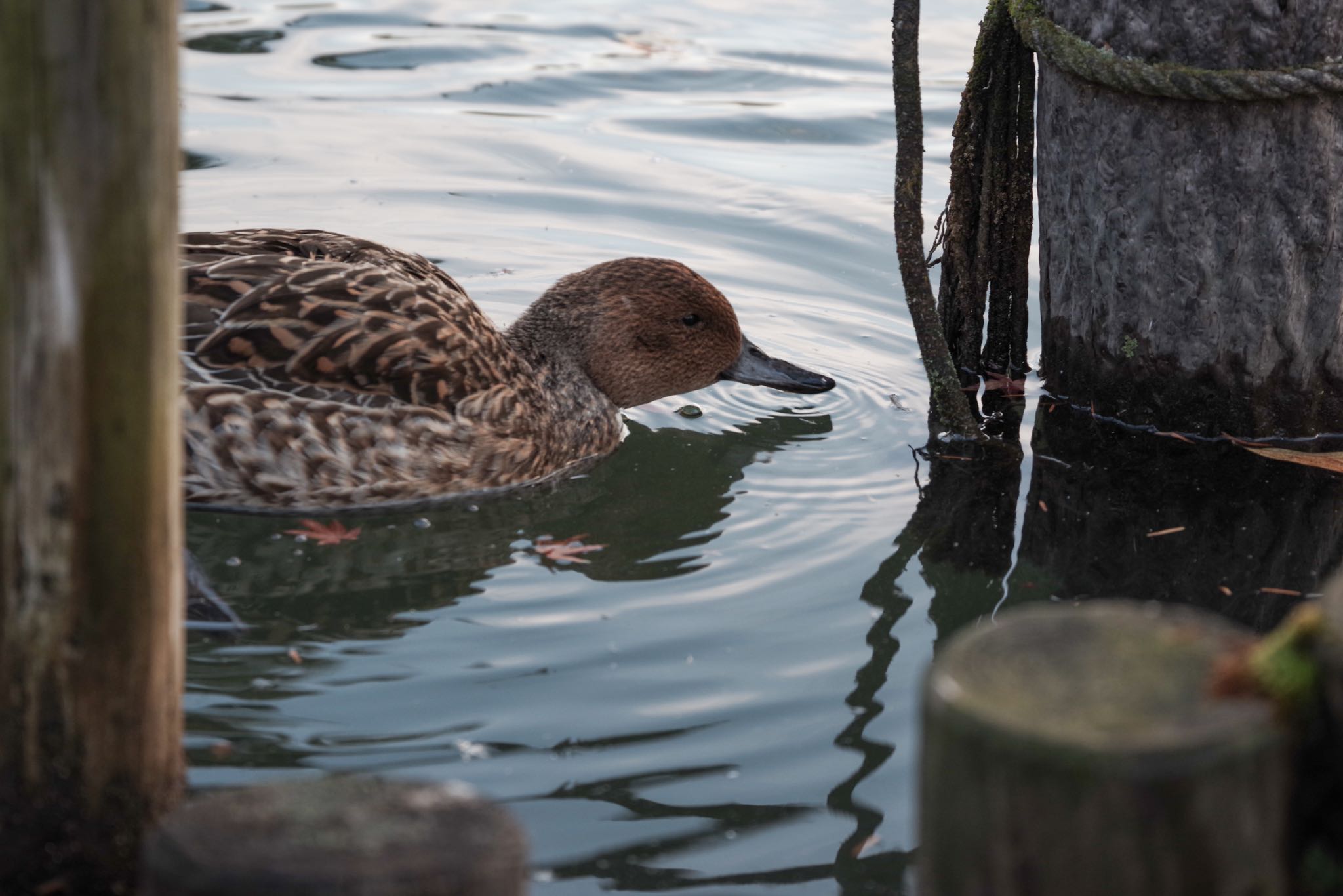 洗足池公園 オナガガモの写真 by Marco Birds