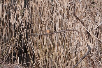 カワセミ 洗足池公園 2021年12月16日(木)