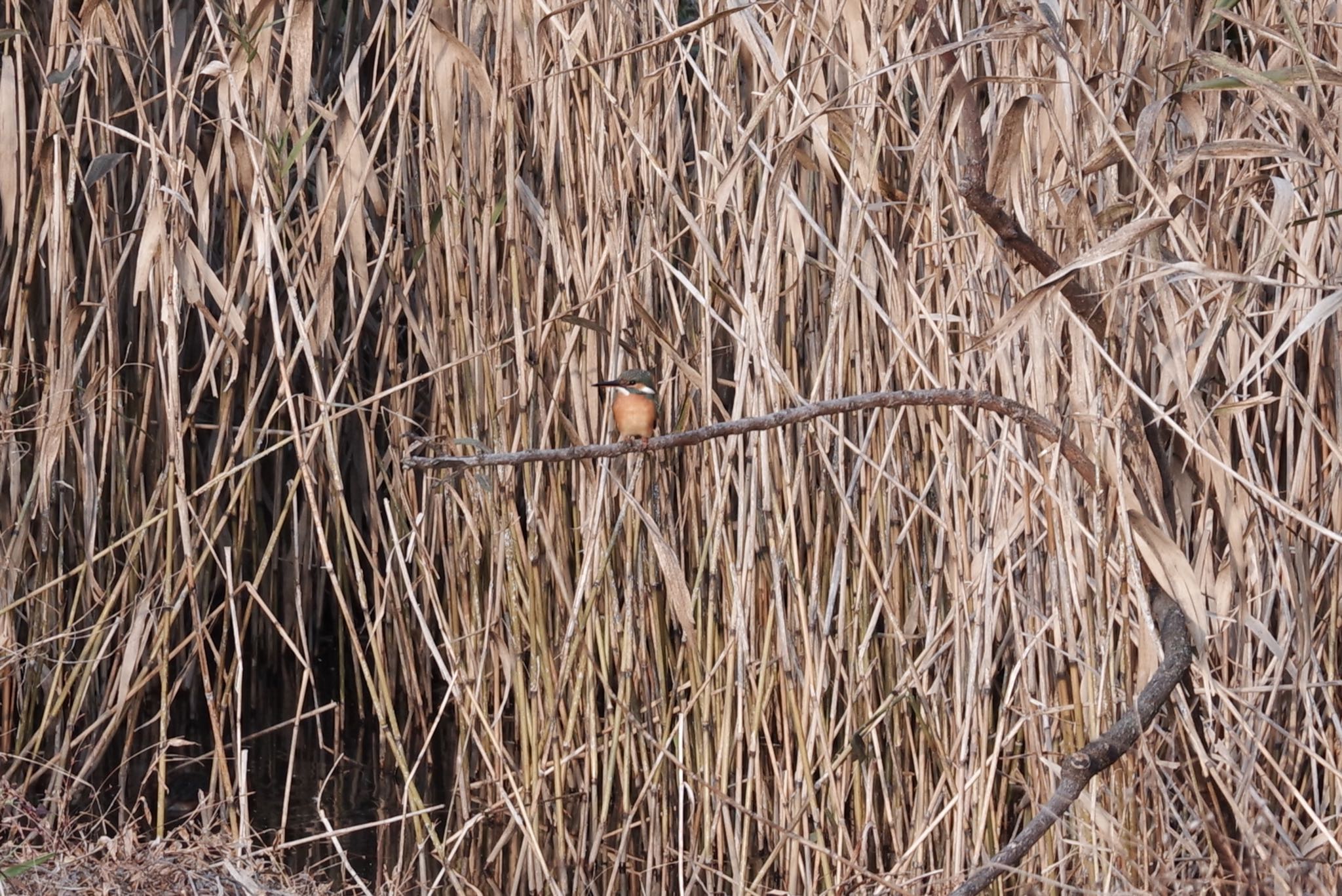 Photo of Common Kingfisher at 洗足池公園 by Marco Birds